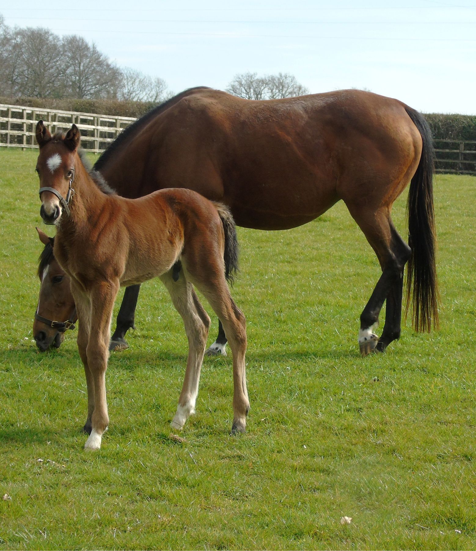 2025 colty by Study of Man